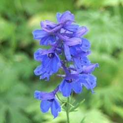 Pied d'alouette 'Bellamosum' / Delphinium x belladonna Bellamosum